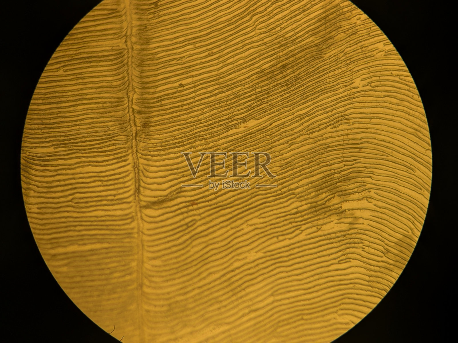 硬骨鱼的同心圆和生长纹的微观图案照片摄影图片