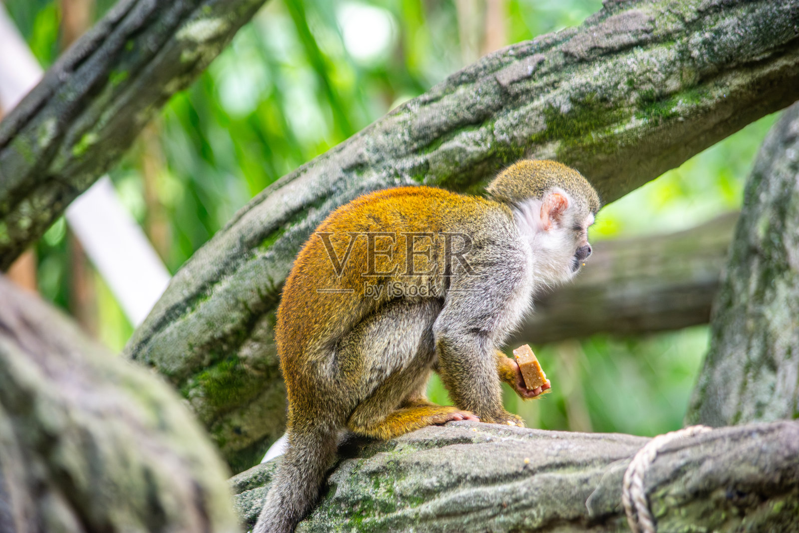 加州动物园的松鼠猴照片摄影图片