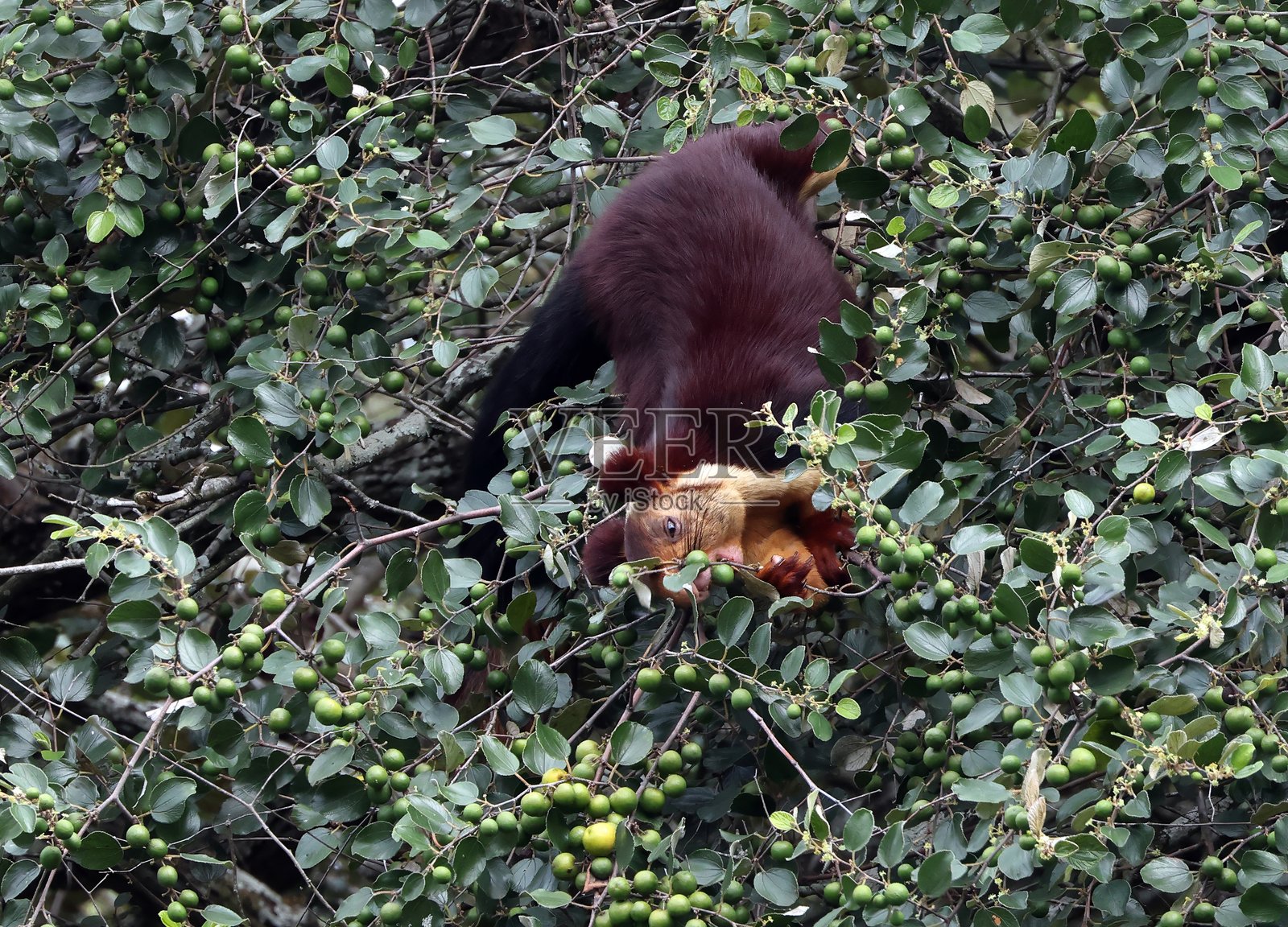 印度巨松鼠照片摄影图片