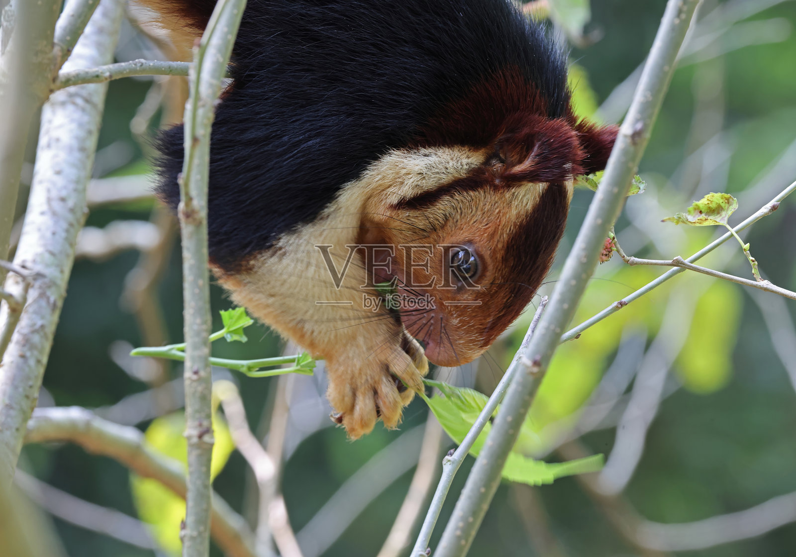 马来亚大鼯鼠照片摄影图片