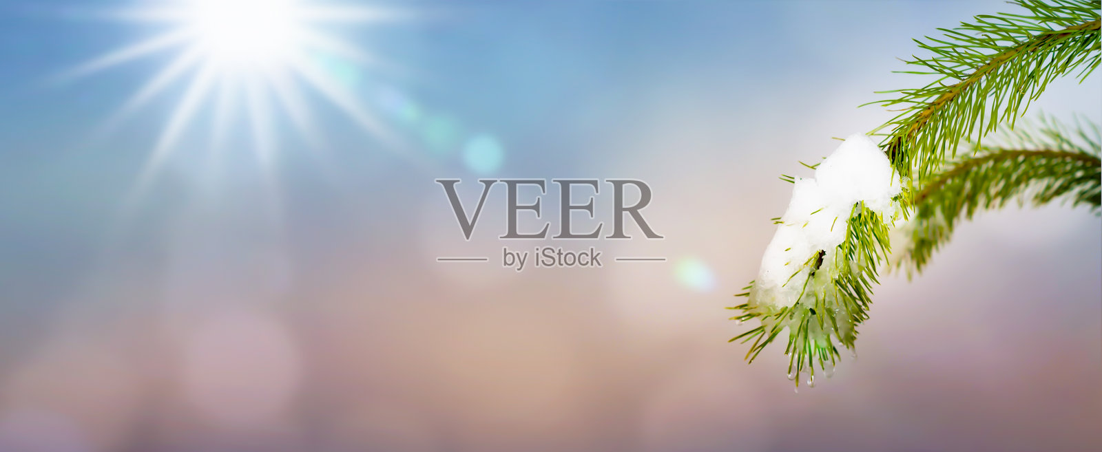 阳光下松枝融雪特写,背景为天空,春季融冰,适合春季背景的自然户外场景照片摄影图片