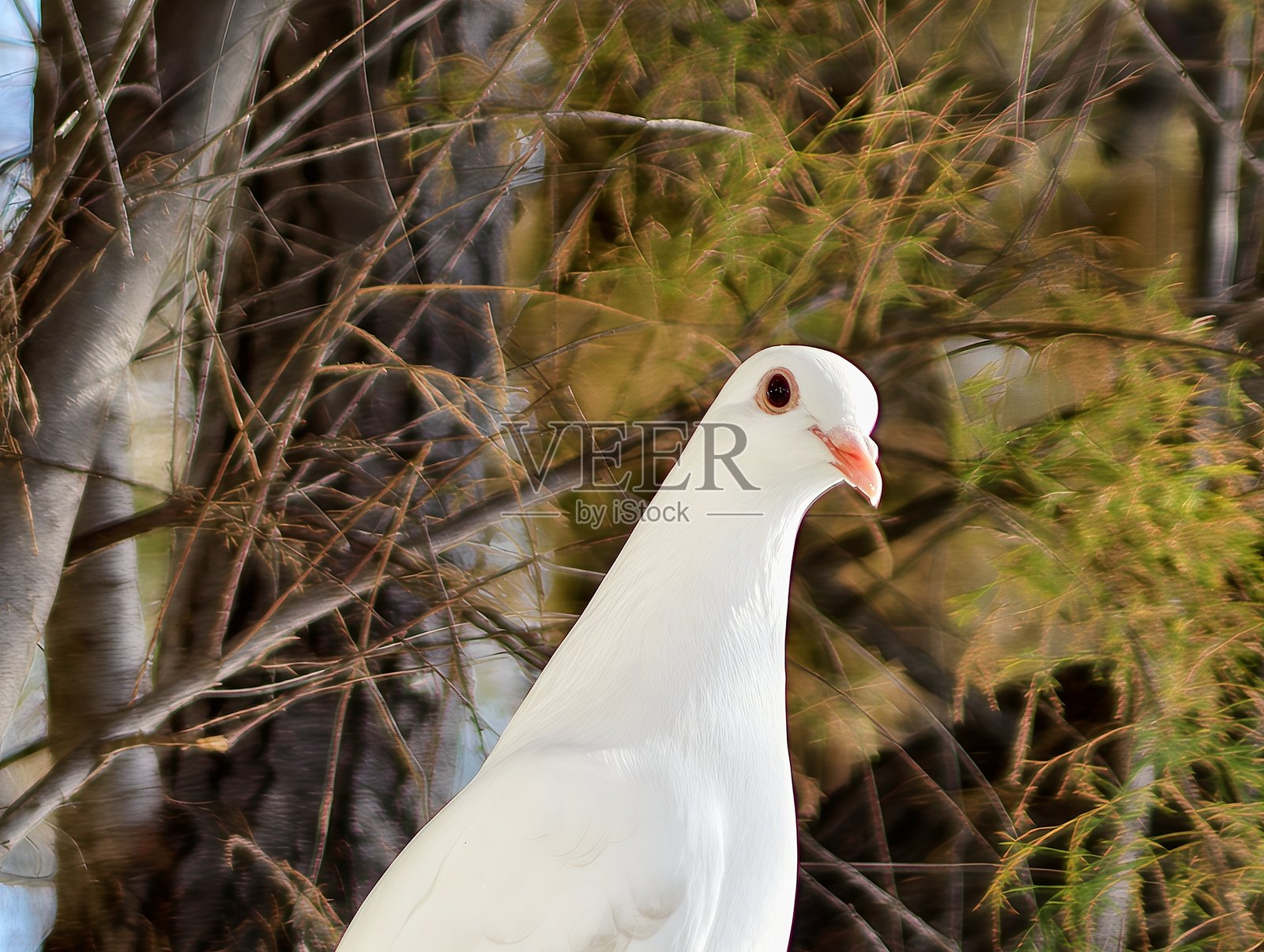 宁静的鸟类沉思,落叶枝头间平和的鸽子,平静的白鸽栖息于空枝之中照片摄影图片
