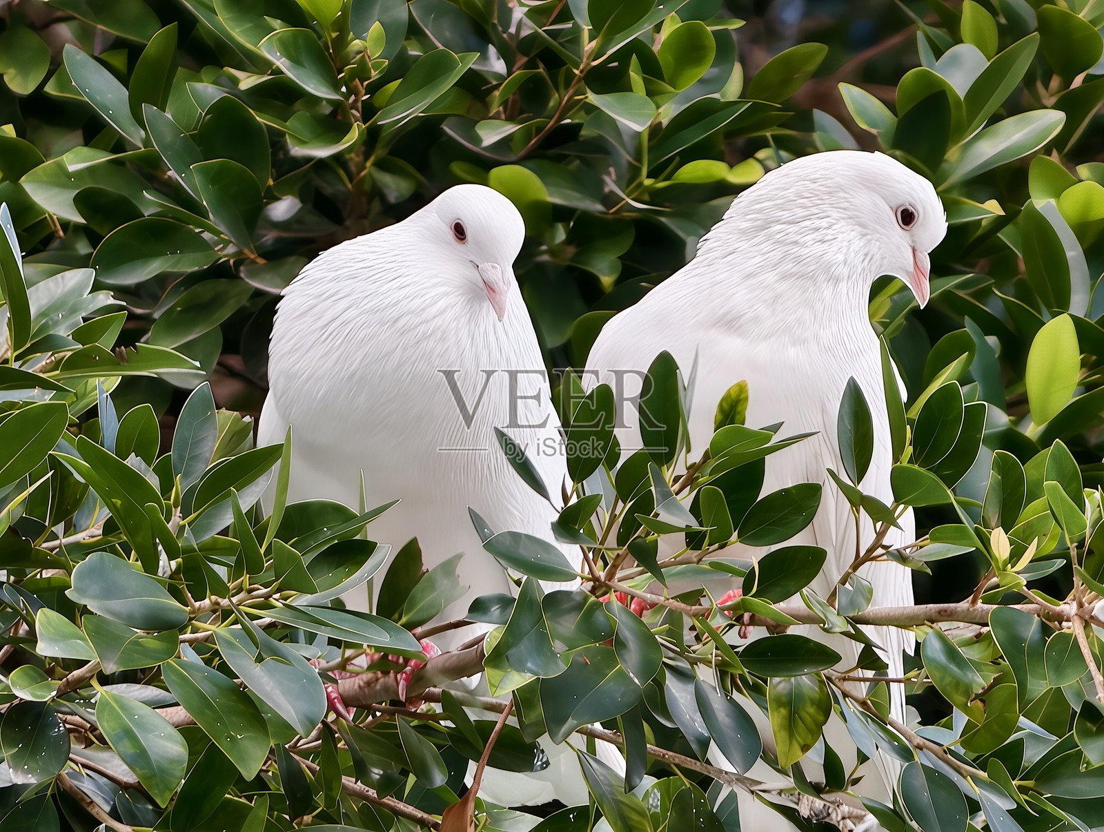 宁静私密的场景,白色的鸟儿在繁茂的绿植和柔和的阳光下梳理羽毛照片摄影图片
