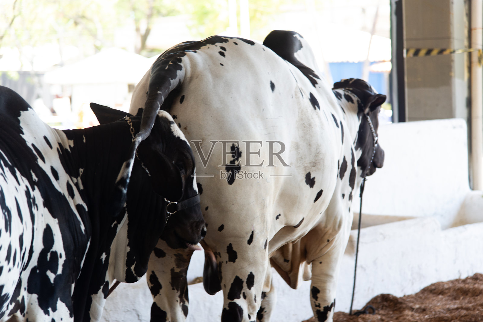 斑点纯种牛在牛栏里休息照片摄影图片