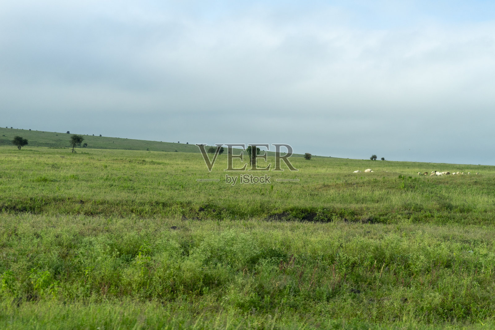 在坦桑尼亚辽阔的草原上驱车前行。照片摄影图片