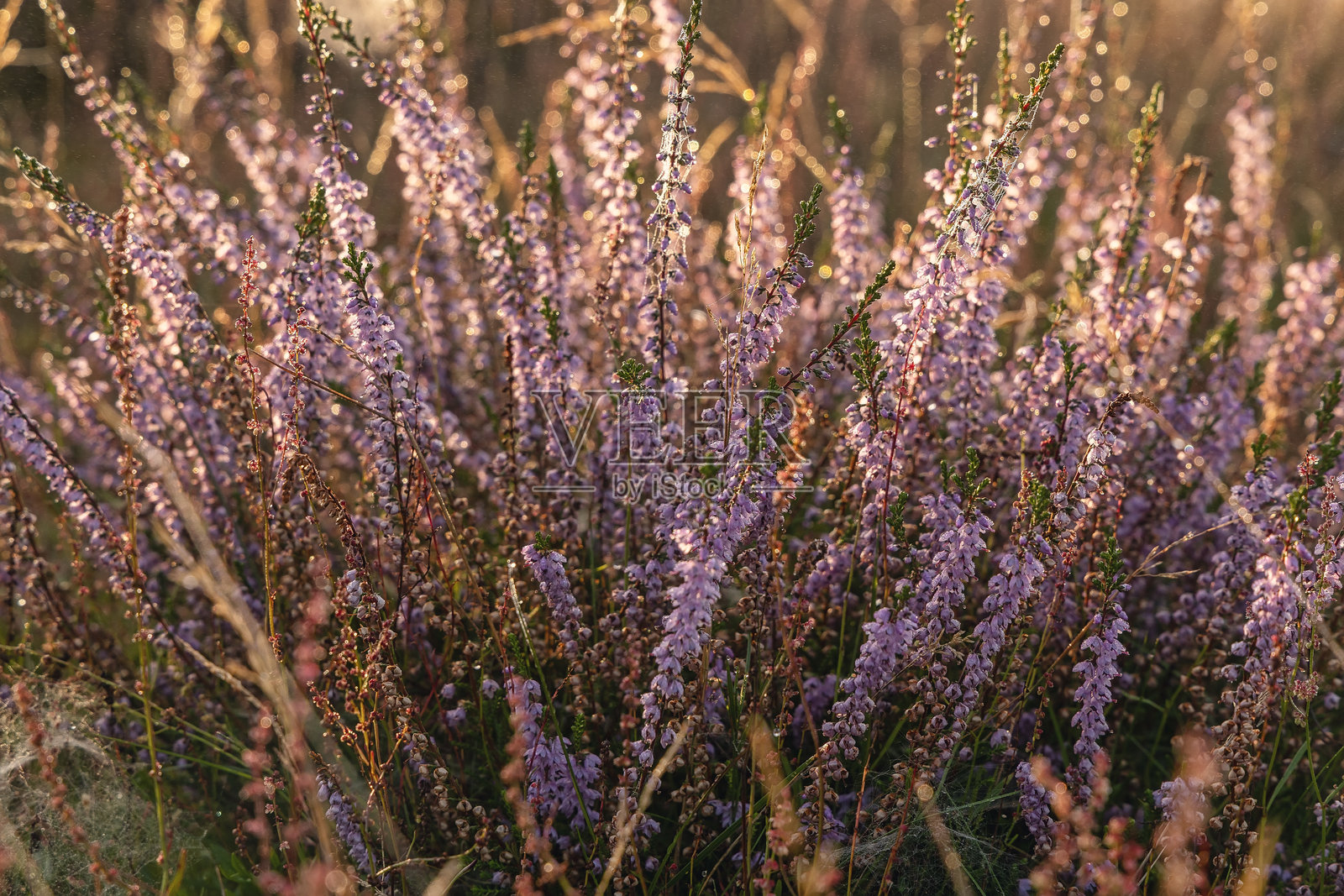 石楠花在石楠荒原盛开,花卉背景照片摄影图片