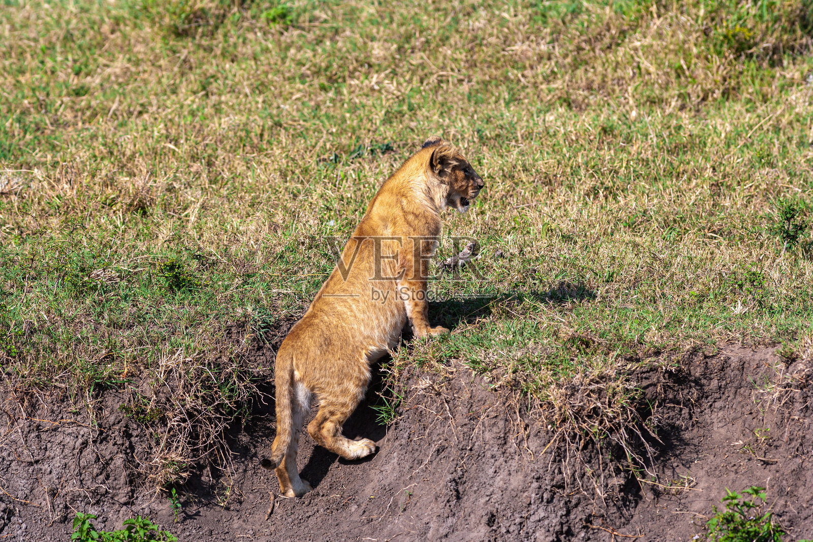 小狮子正在肯尼亚马赛马拉草原上寻找巢穴。照片摄影图片