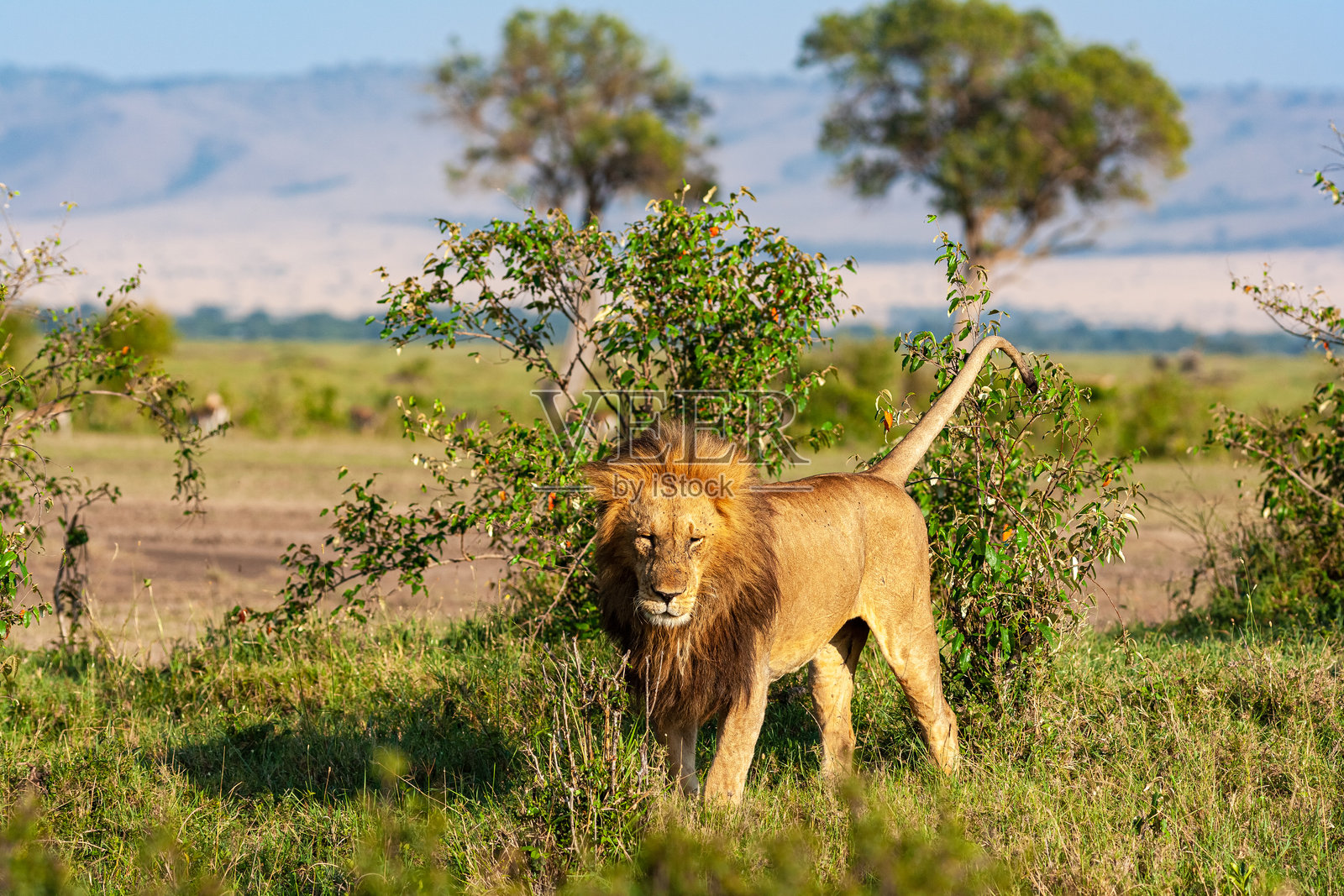 狮子在肯尼亚非洲的领地内巡视并标记领地。照片摄影图片