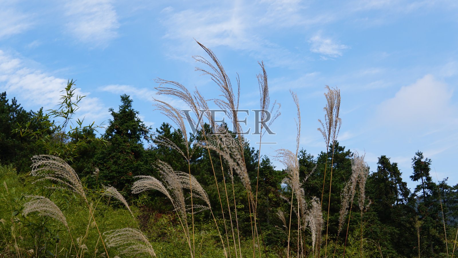 浙江金华山秋景——色彩斑斓的山峦与宁静的森林照片摄影图片