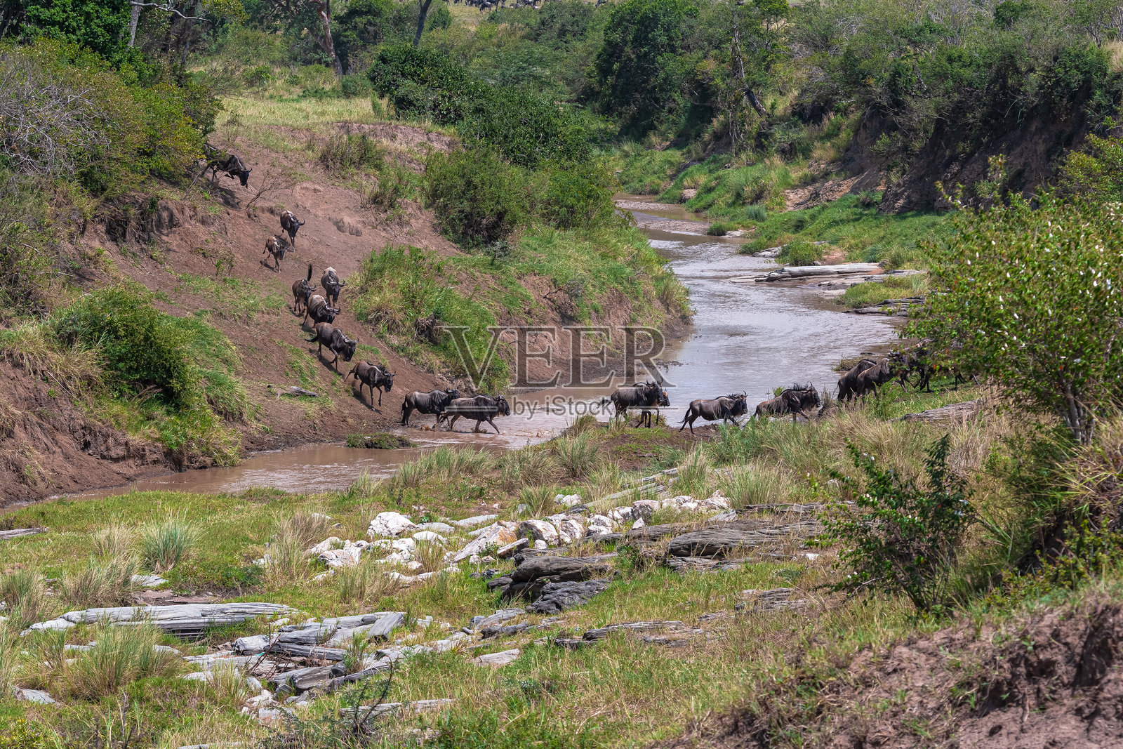 成群的角马正在穿越塔莱克河。马赛马拉,肯尼亚照片摄影图片