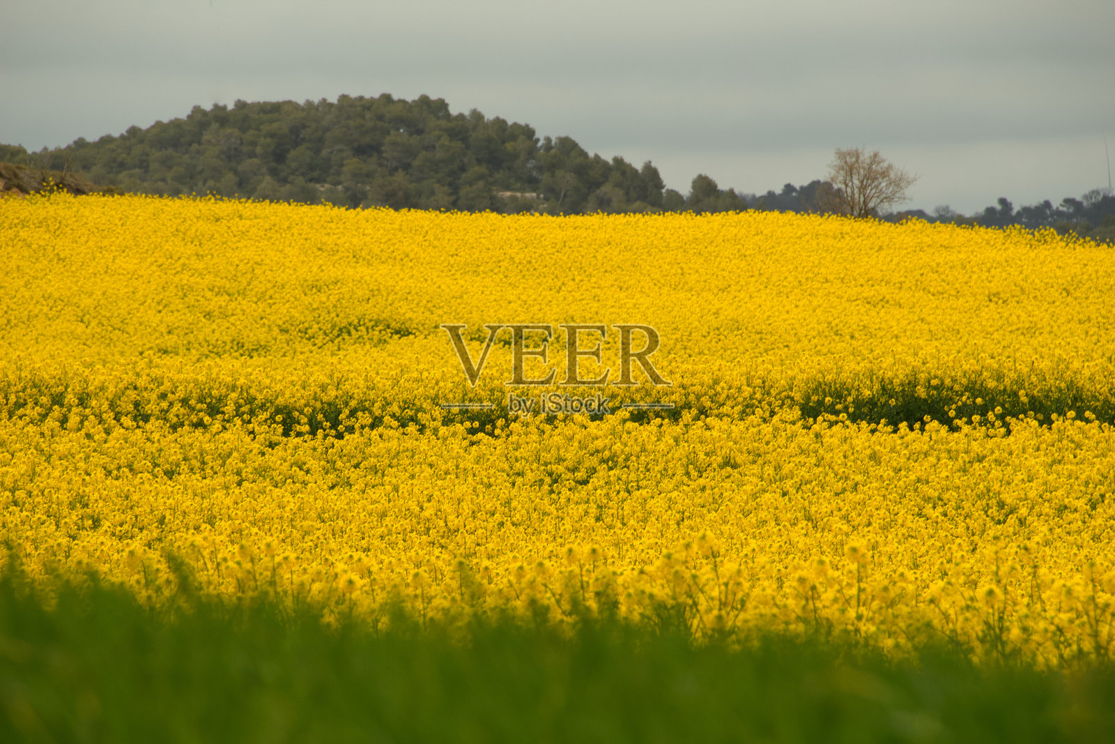 阴云密布的天空下,广阔的黄色花海照片摄影图片