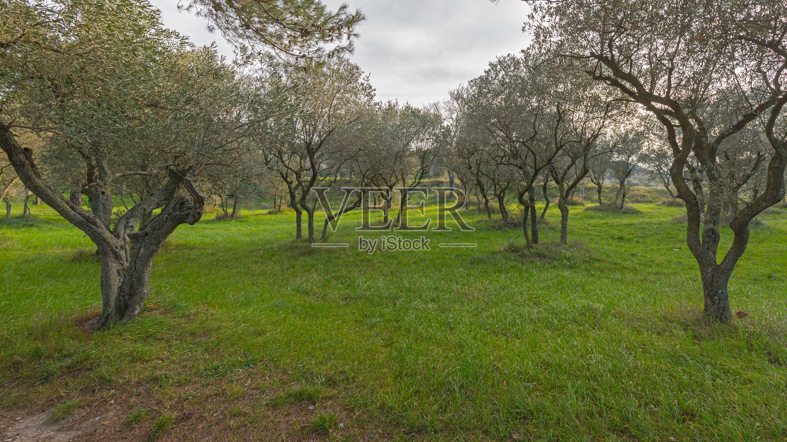 圣雷米橄榄园照片摄影图片