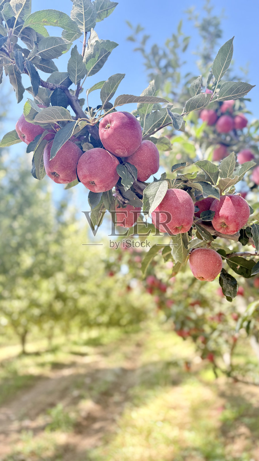 红苹果树照片摄影图片
