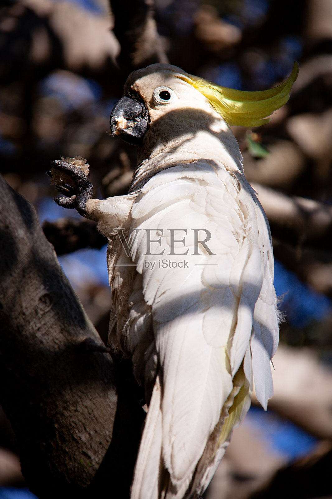 一只正在吃面包的凤头鹦鹉照片摄影图片