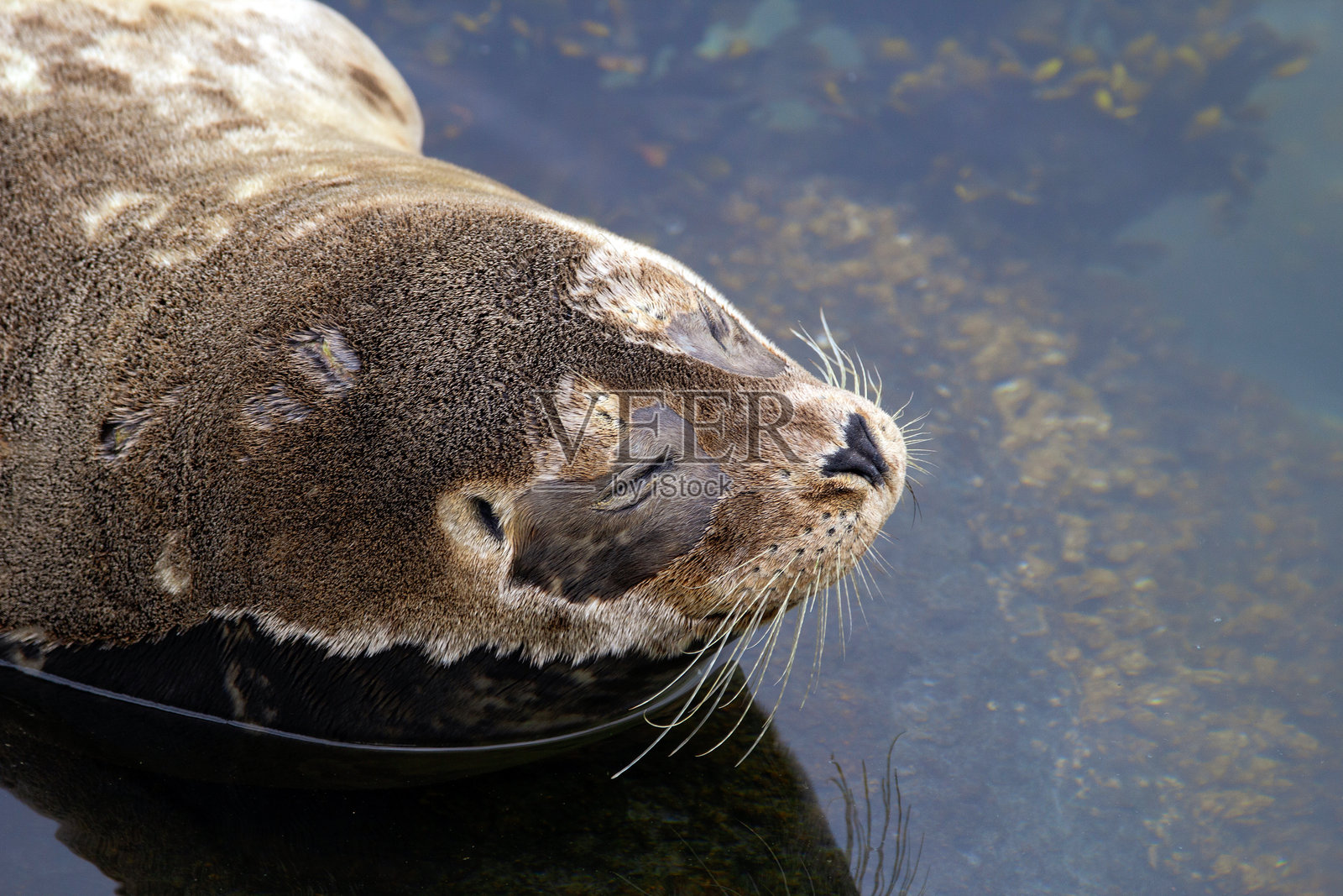 毛茸茸的棕色小海豹躺在海中的岩石上。照片摄影图片