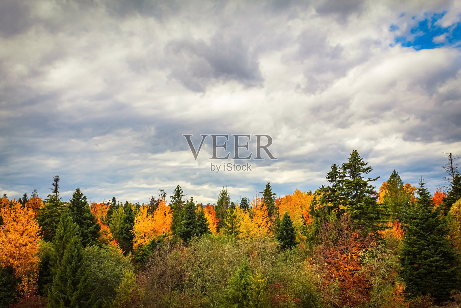 风景,森林,喀尔巴阡山脉,自然风光 - 欧洲,东欧照片摄影图片