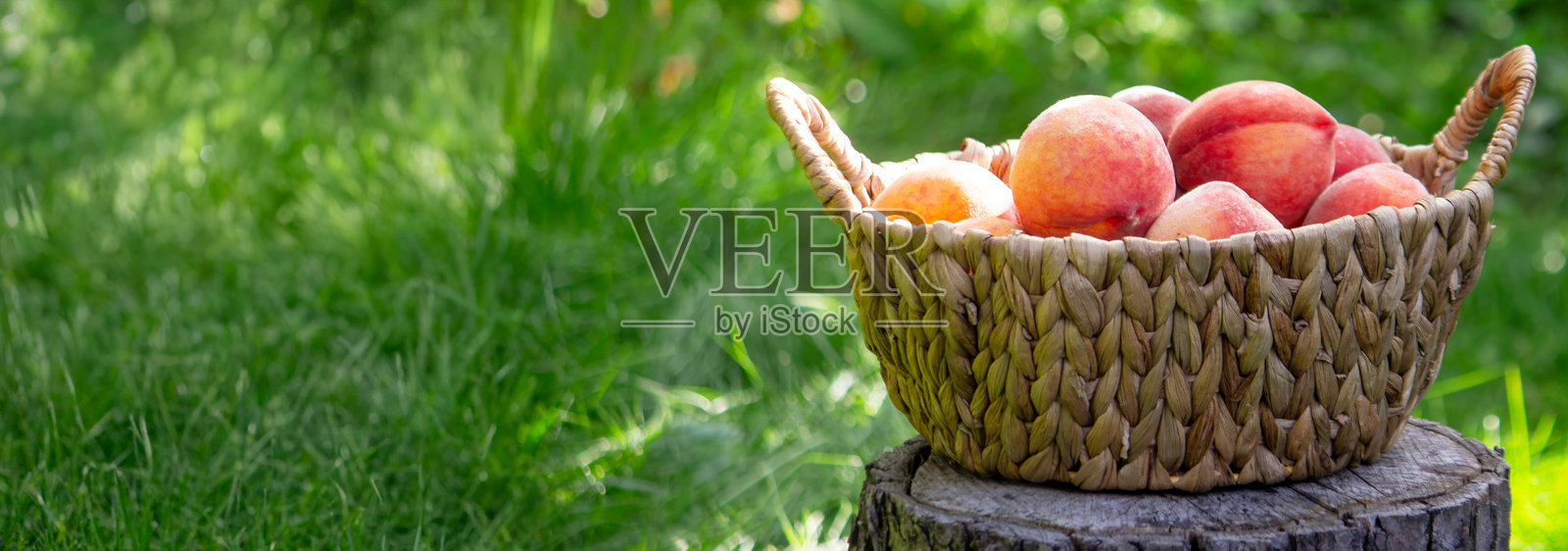 树桩上的柳条篮子装满了成熟的桃子,夏日丰收概念照片摄影图片