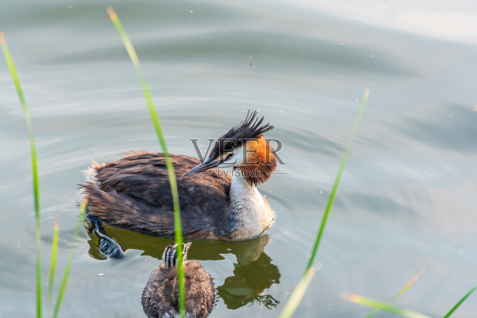 黑颈䴙䴙带着幼鸟在湖中游泳照片摄影图片