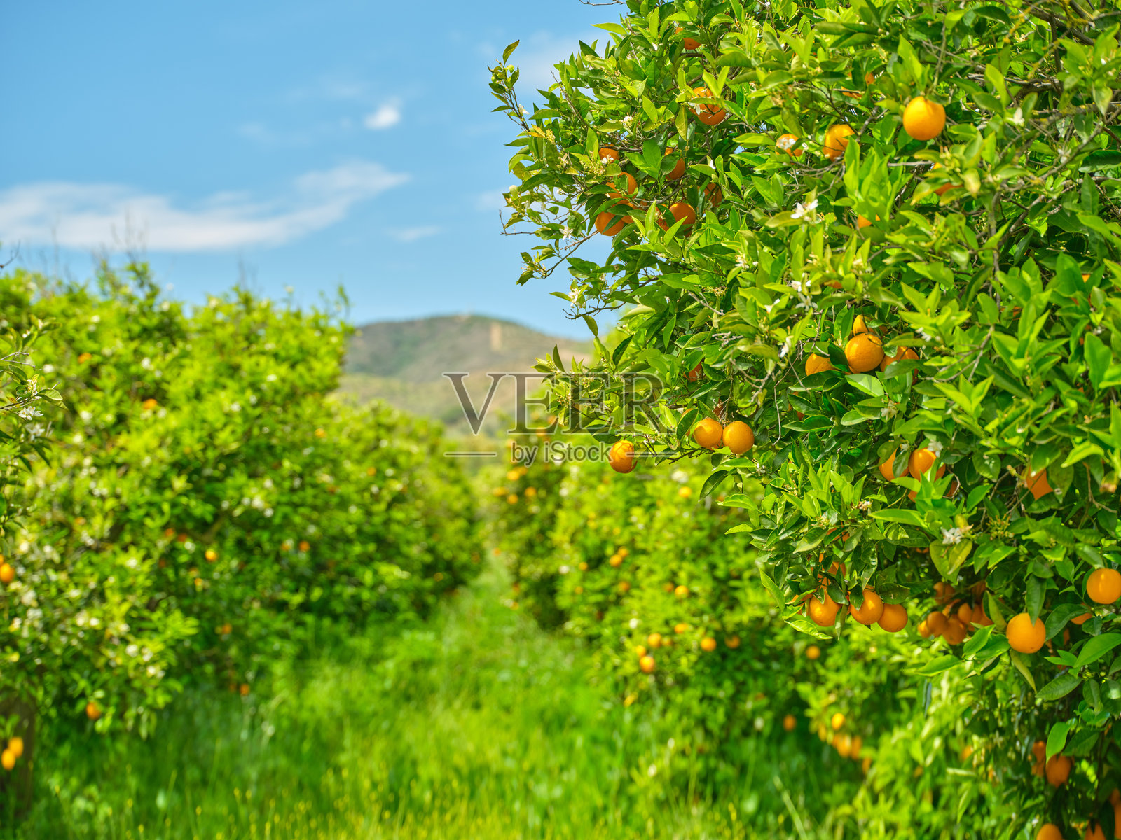克里特岛的奇妙自然:阳光明媚的希腊乡村橙子园风光照片摄影图片