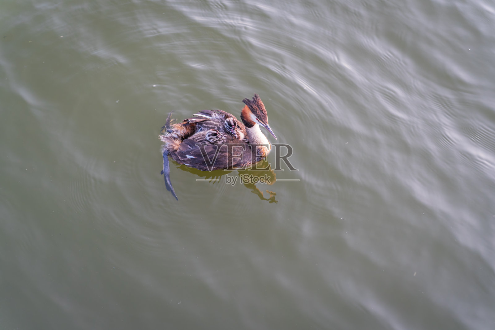 水中黑颈鸊鷉(Podiceps cristatus)在湖中游泳,它可爱的幼崽正趴在它的背上照片摄影图片