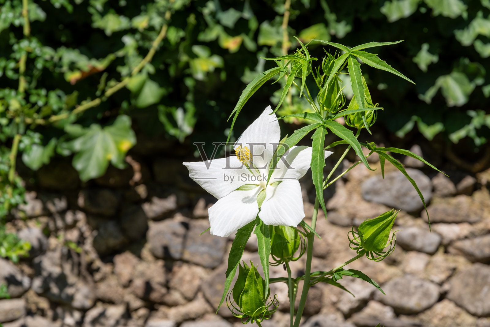 白色花朵盛开,带有绿色花蕾,背景是石墙照片摄影图片