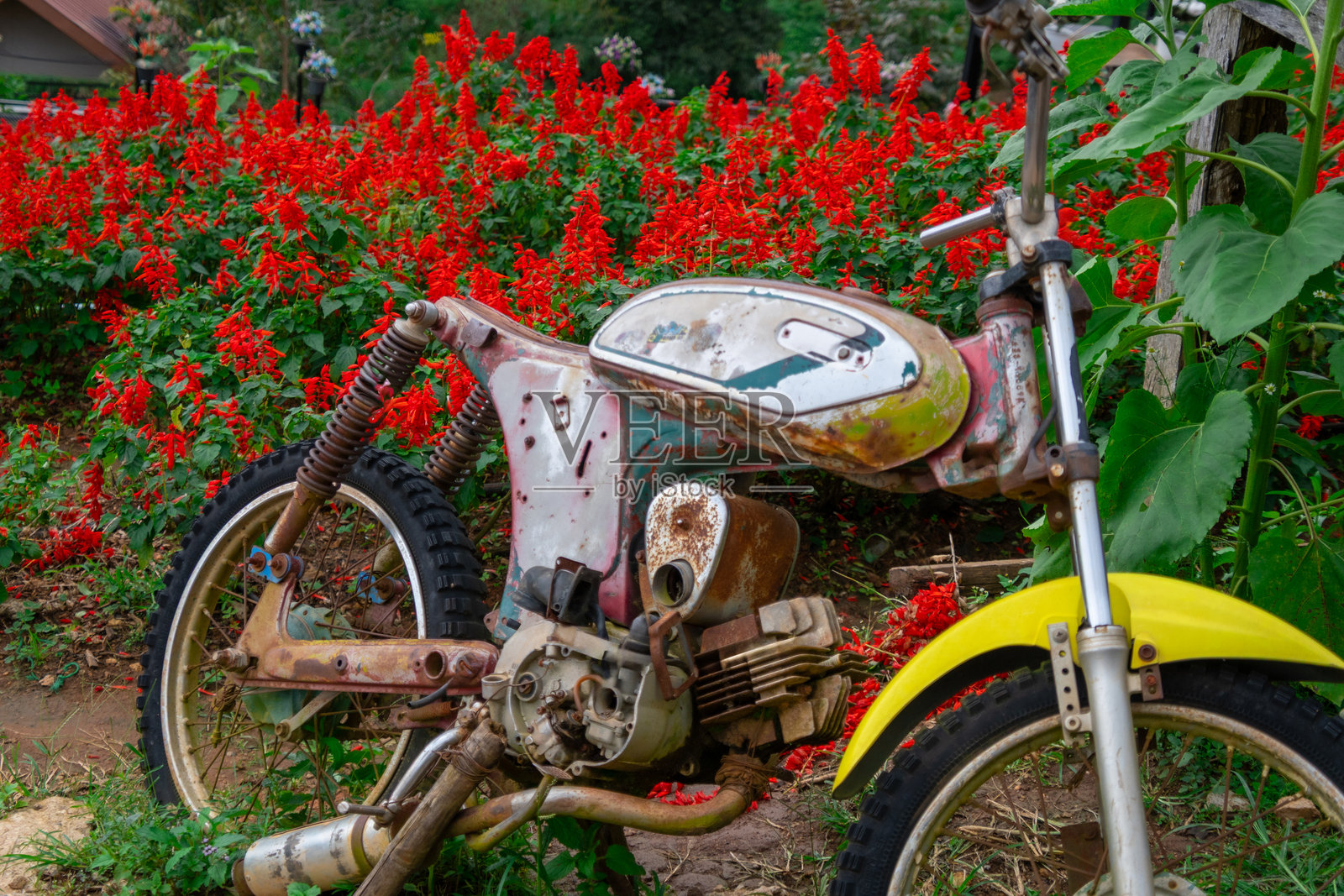 花园里的老式摩托车照片摄影图片