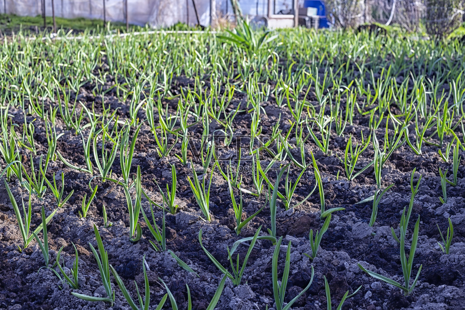 乡间别墅清晨整洁的大蒜照片摄影图片