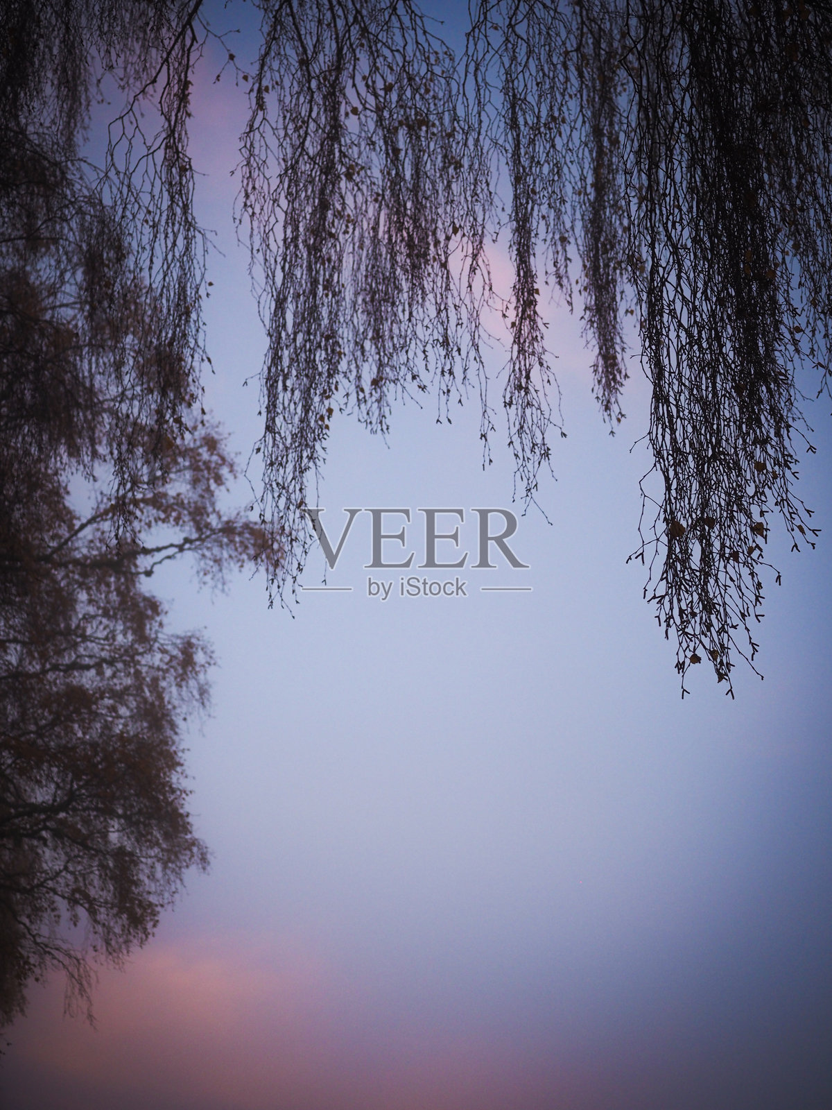 秋天悬挂的银桦树枝照片摄影图片