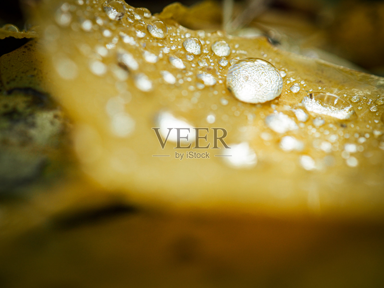 叶子上的水滴特写照片摄影图片