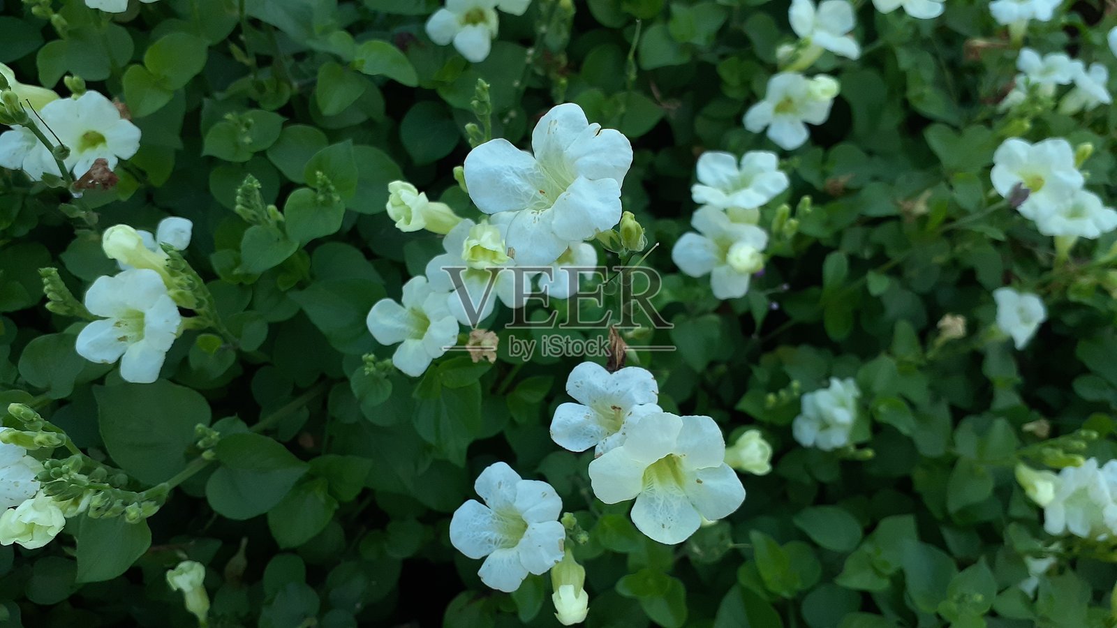 山牵牛花照片摄影图片