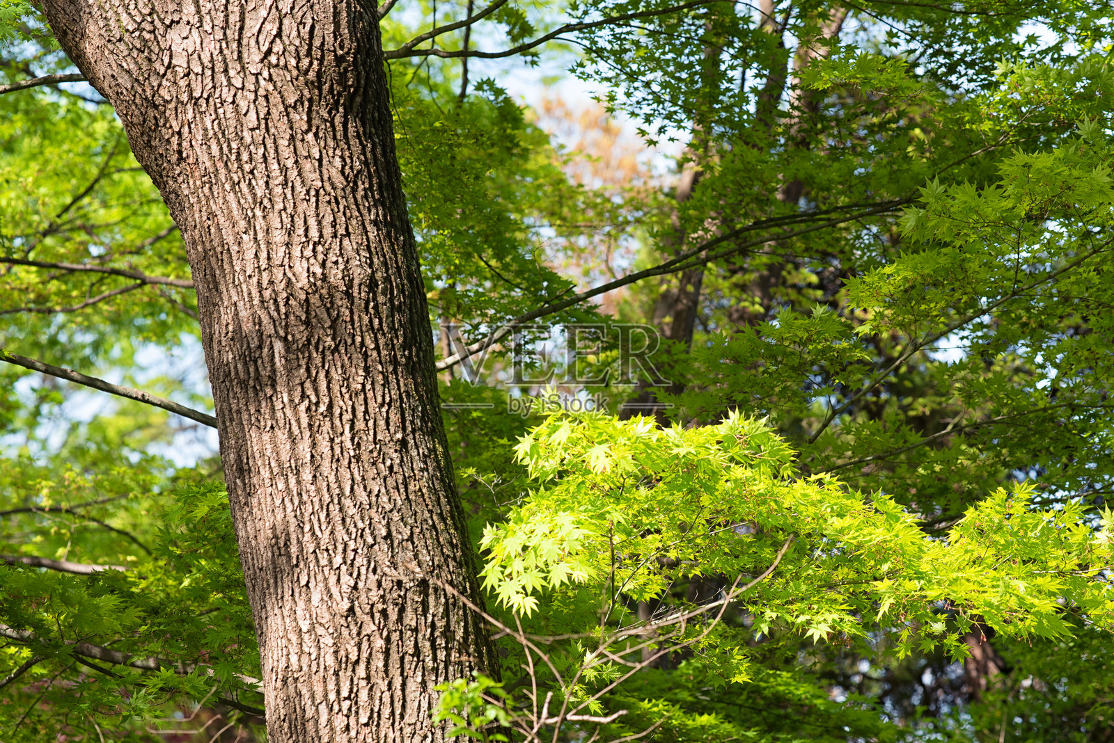 春季花园树干照片摄影图片