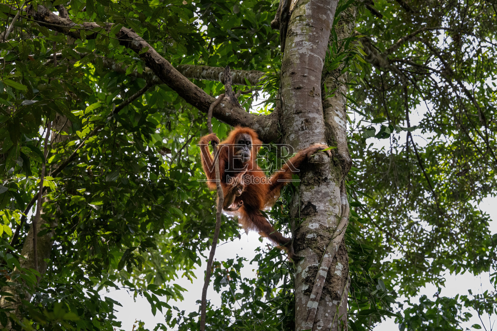 苏门答腊雨林中,一只母红毛猩猩和它的幼崽肖像,位于印度尼西亚的苏门答腊, Gunung Leuser照片摄影图片