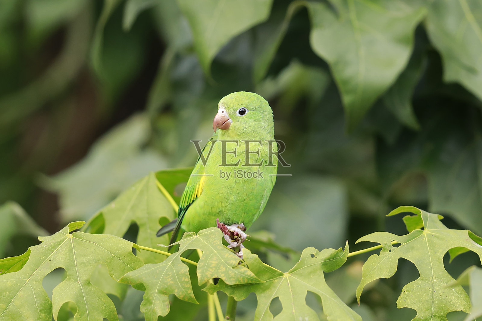 黄纹鹦哥照片摄影图片