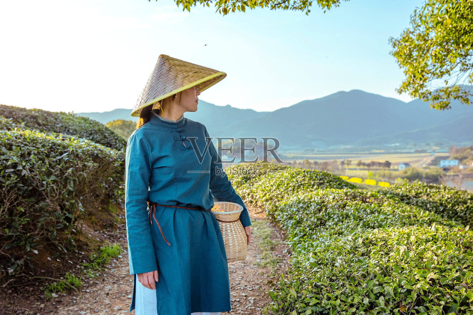 一位美丽的孟加拉国女子戴着防雨遮阳帽采摘茶叶照片摄影图片