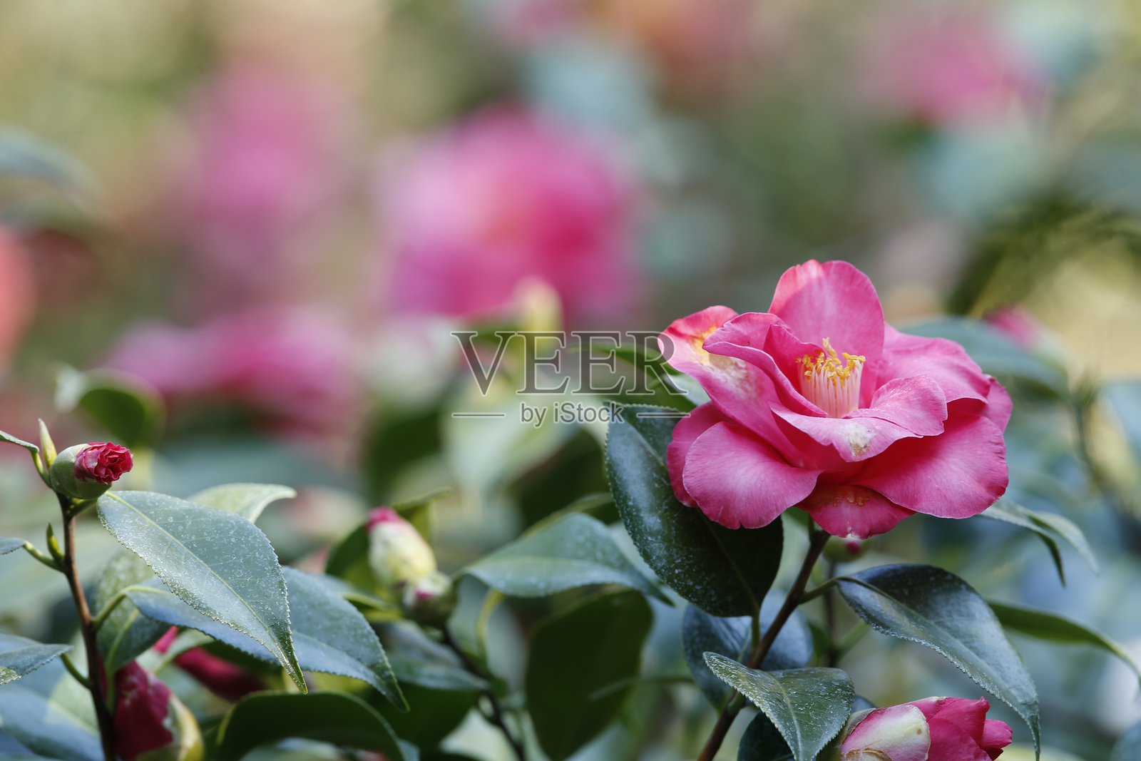 山茶花照片摄影图片