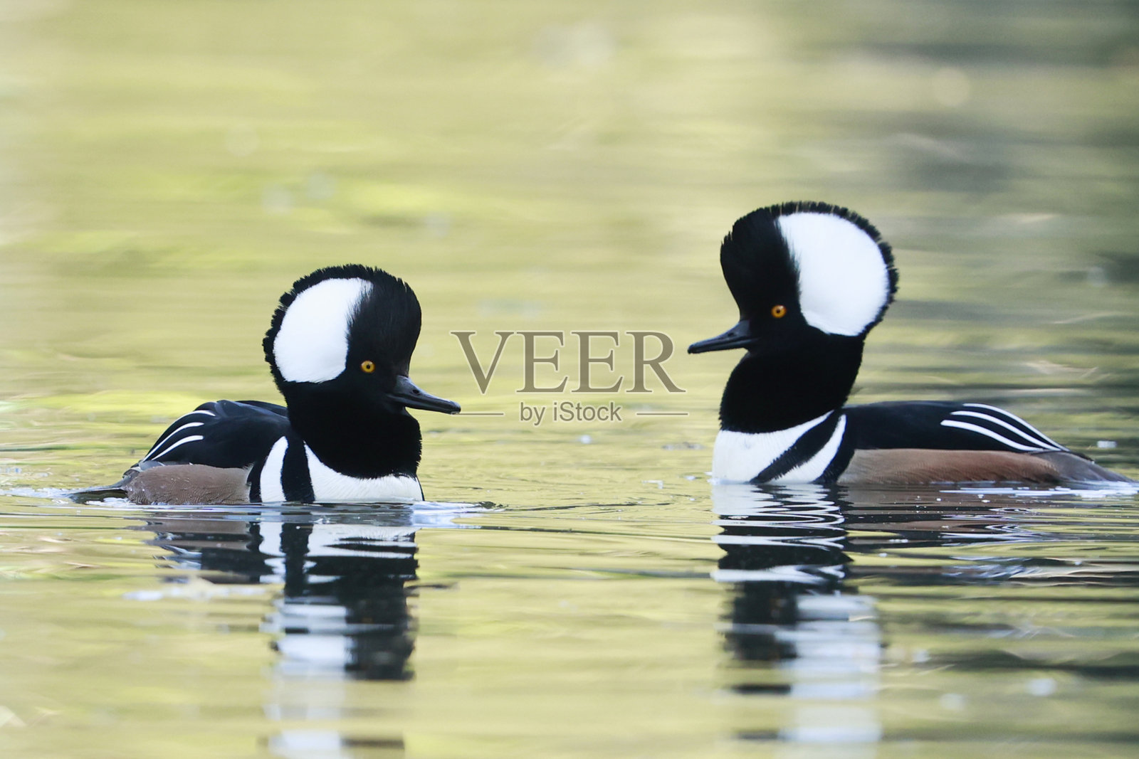 凤头潜鸭照片摄影图片