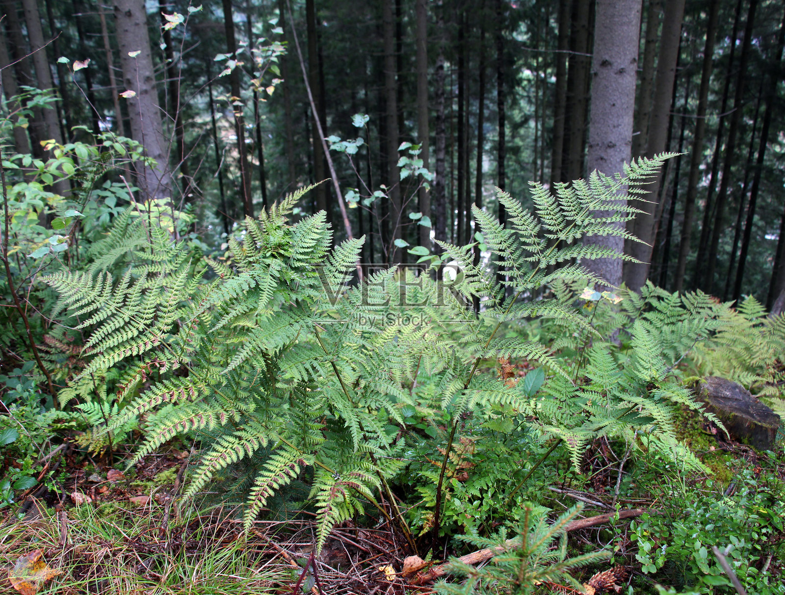蕨类植物欧洲蕨在自然环境中生长照片摄影图片