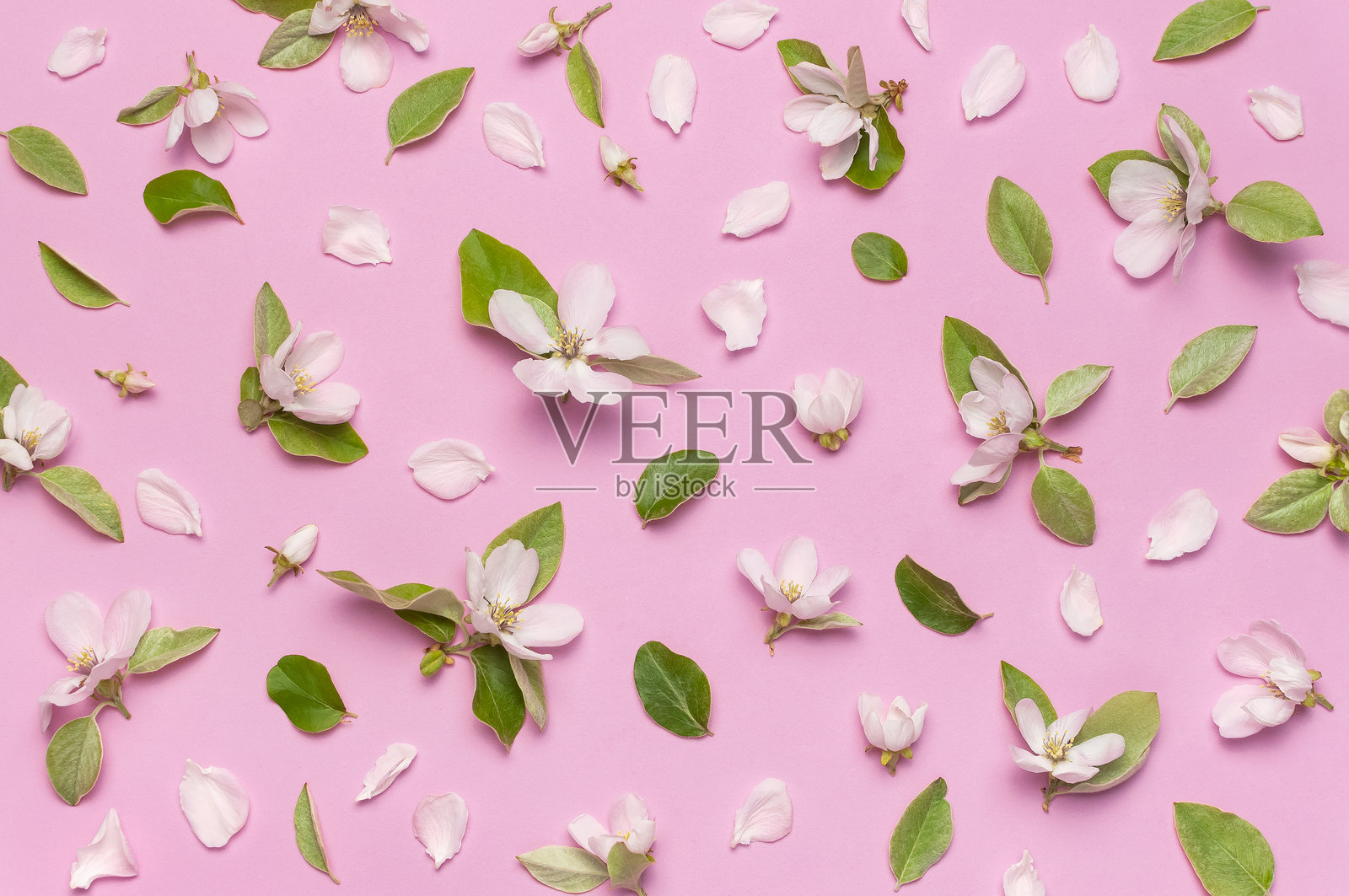 春季自然背景。美丽的盛开春花,绿叶,粉色背景,俯视平面图。春季概念,花卉组合,娇嫩的花朵盛开。花卉图案照片摄影图片