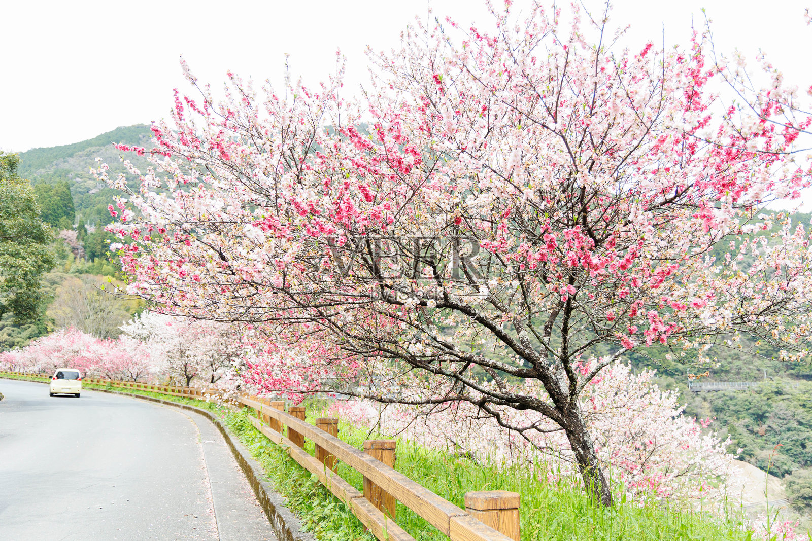 桃花,看起来很像樱花(高知县)照片摄影图片