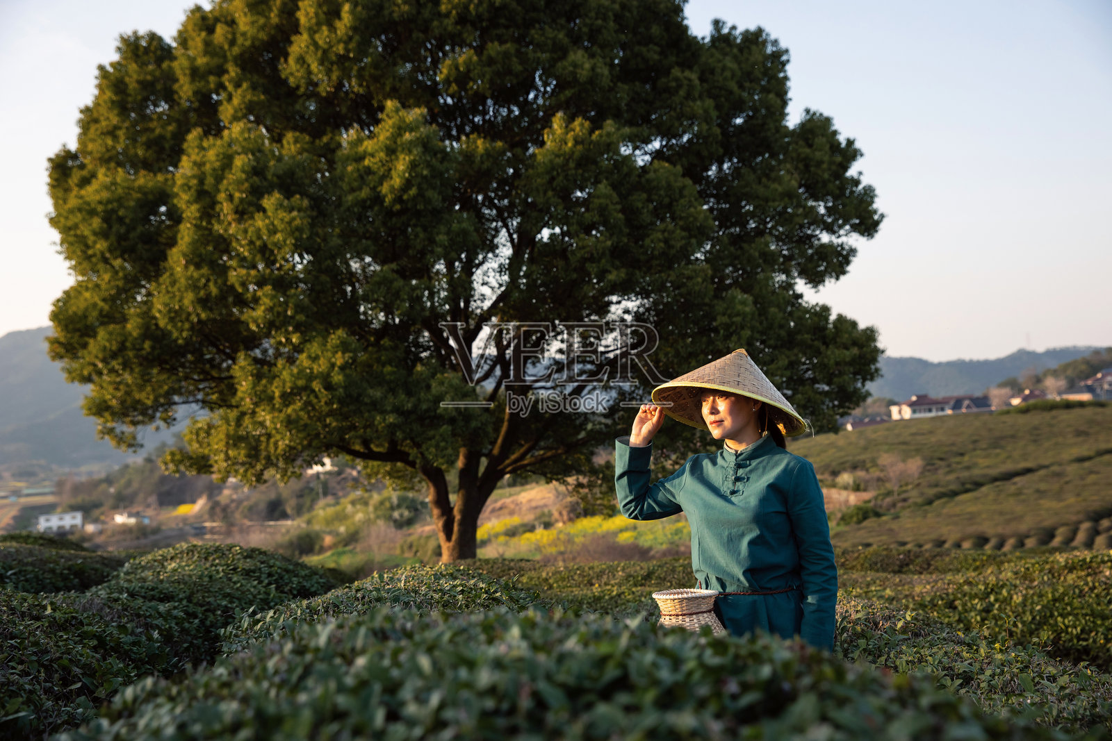 一位美丽的孟加拉国女子戴着防雨防晒的特制帽子采摘茶叶照片摄影图片