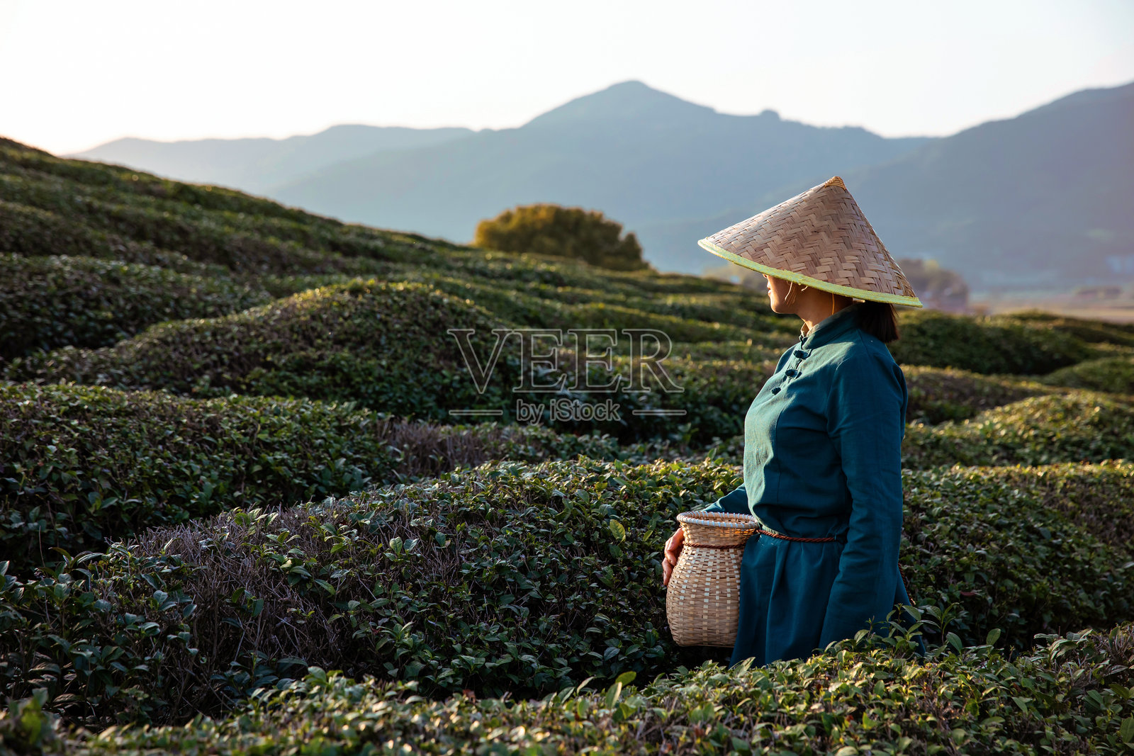一位美丽的孟加拉国女子戴着防雨遮阳帽采摘茶叶照片摄影图片