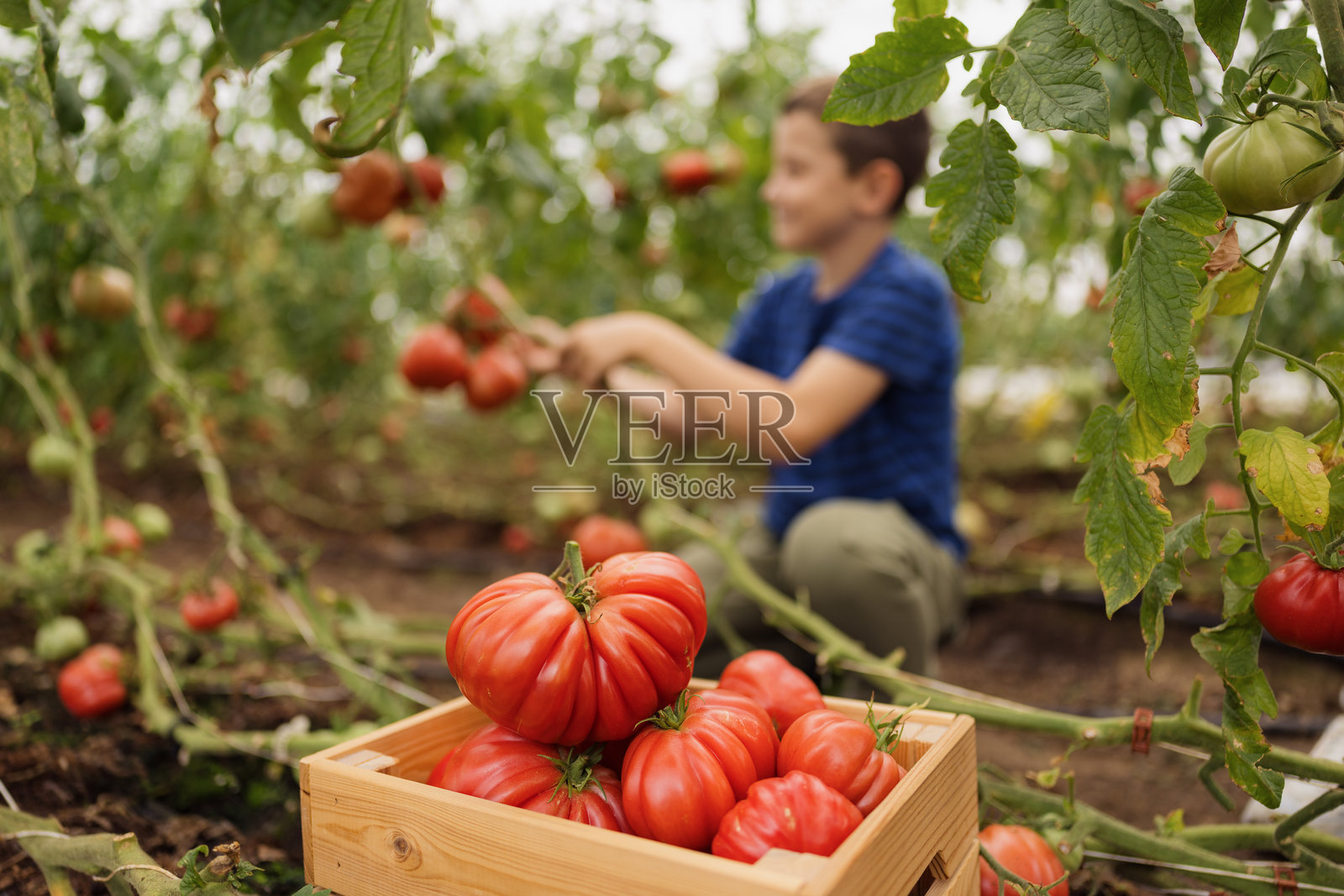 男孩在温室里采摘新鲜的有机传家宝番茄照片摄影图片