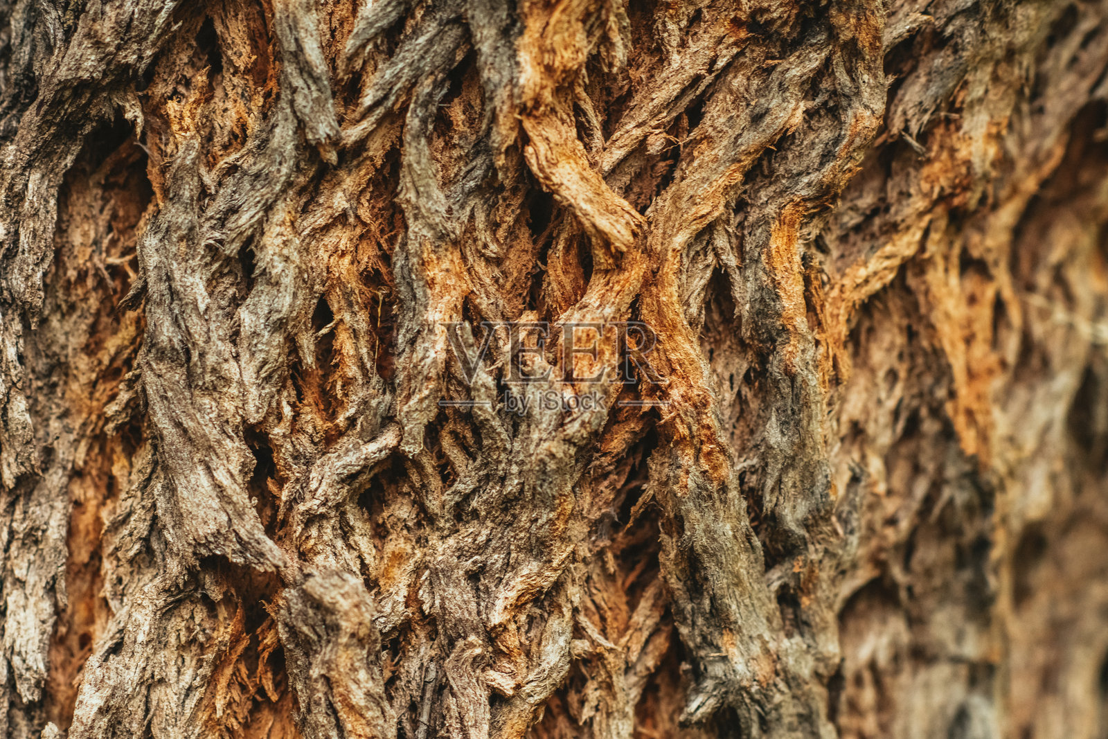 老树皮纹理背景照片摄影图片