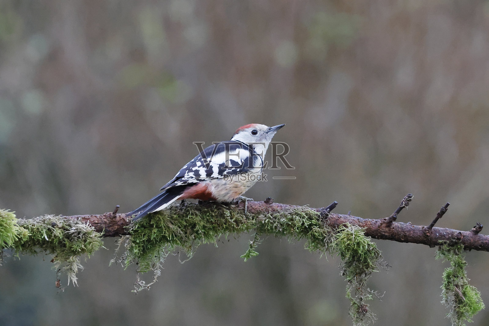 中斑啄木鸟 (Dendrocopus medius)照片摄影图片