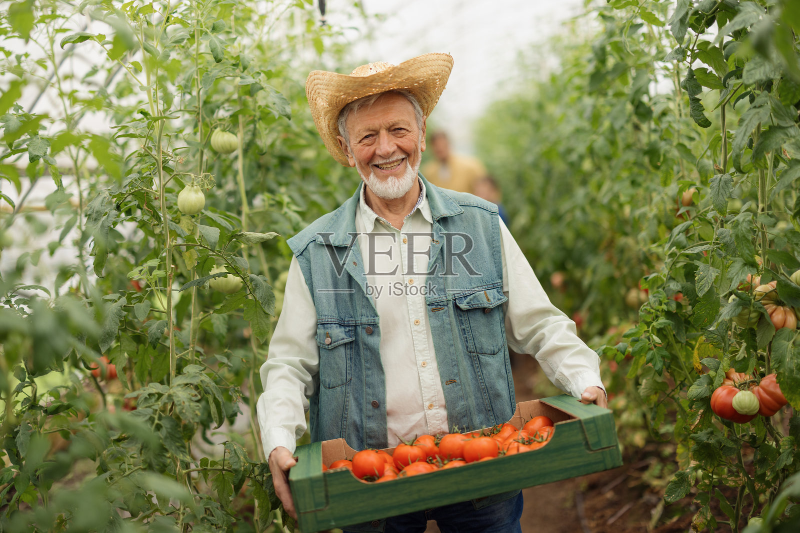 温室里,一位年长的农民正捧着新鲜的有机番茄照片摄影图片