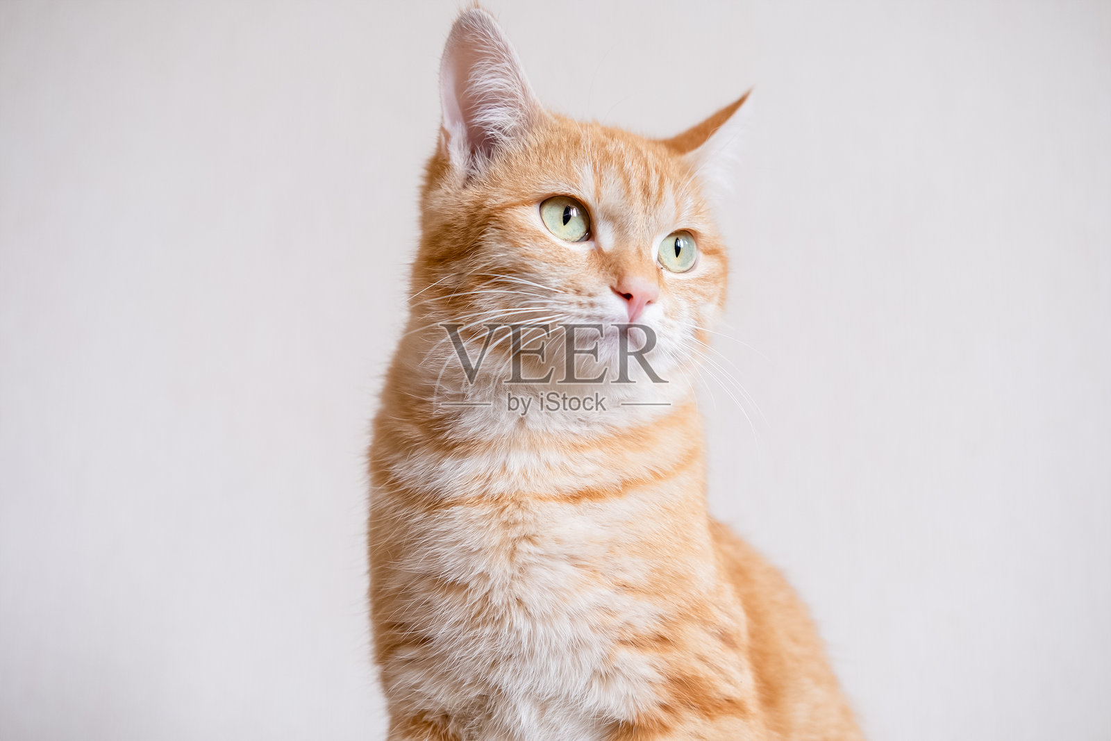 白色背景上的红猫照片摄影图片