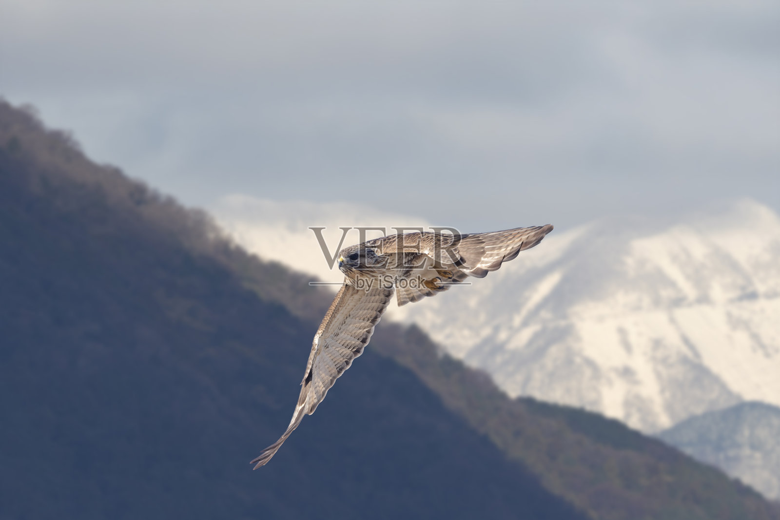 山峦背景下飞翔的东方蜂鹰照片摄影图片