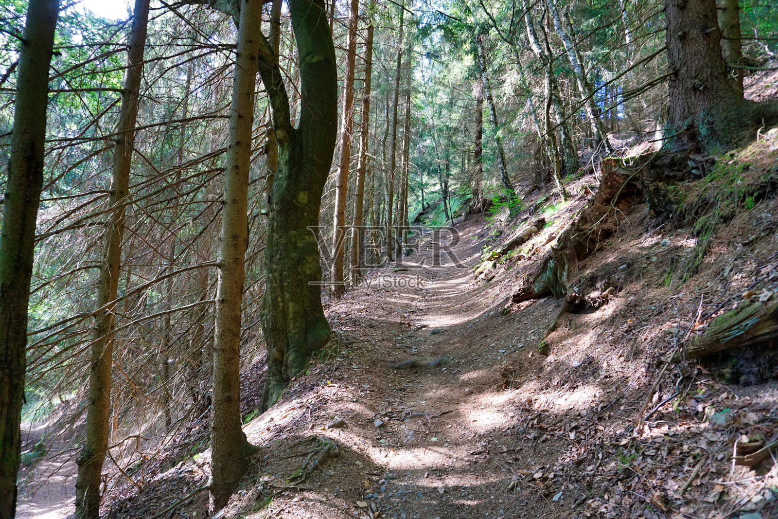蜿蜒穿过山坡的森林小径照片摄影图片