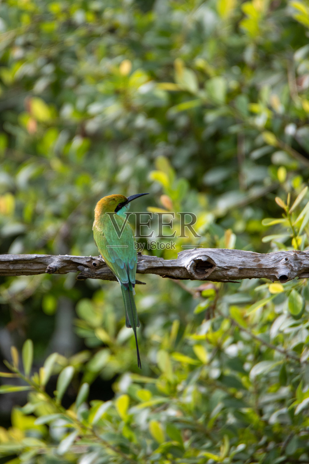斯里兰卡亚拉国家公园,一只亚洲小绿蜂虎(Merops orientalis)栖息在枯树上,背景为自然风光照片摄影图片