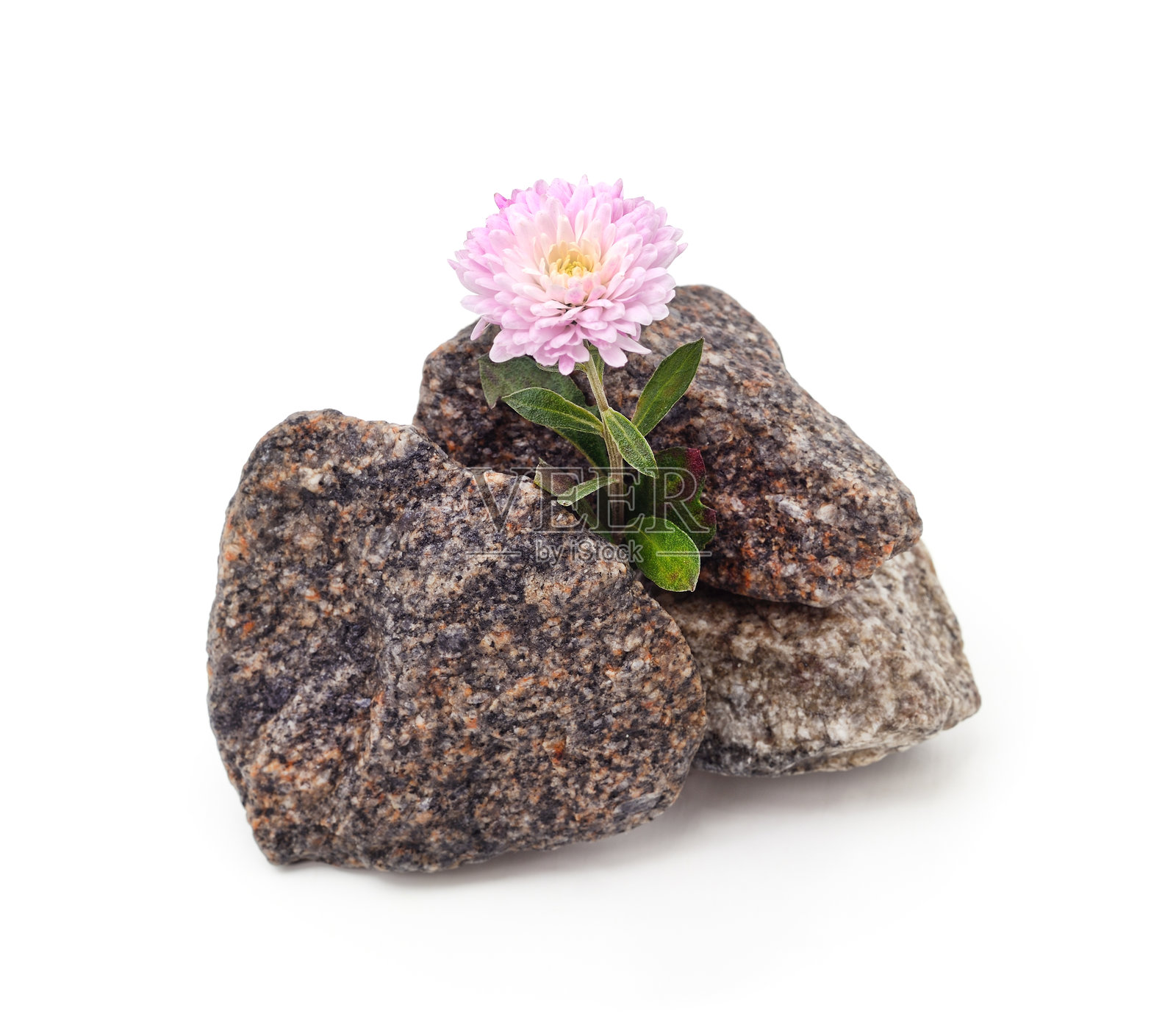 粉色菊花位于白色背景的孤立花岗岩石之间。照片摄影图片
